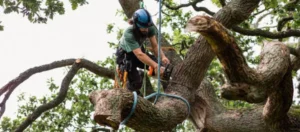 Precision Arboriculture Guide