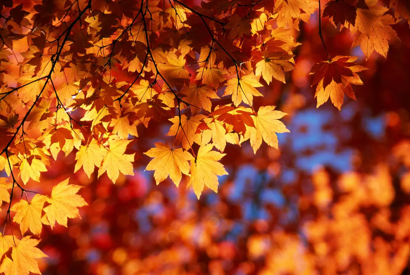 Exploring What Causes Fall Leaf Color