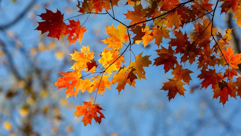 what causes fall leaf color